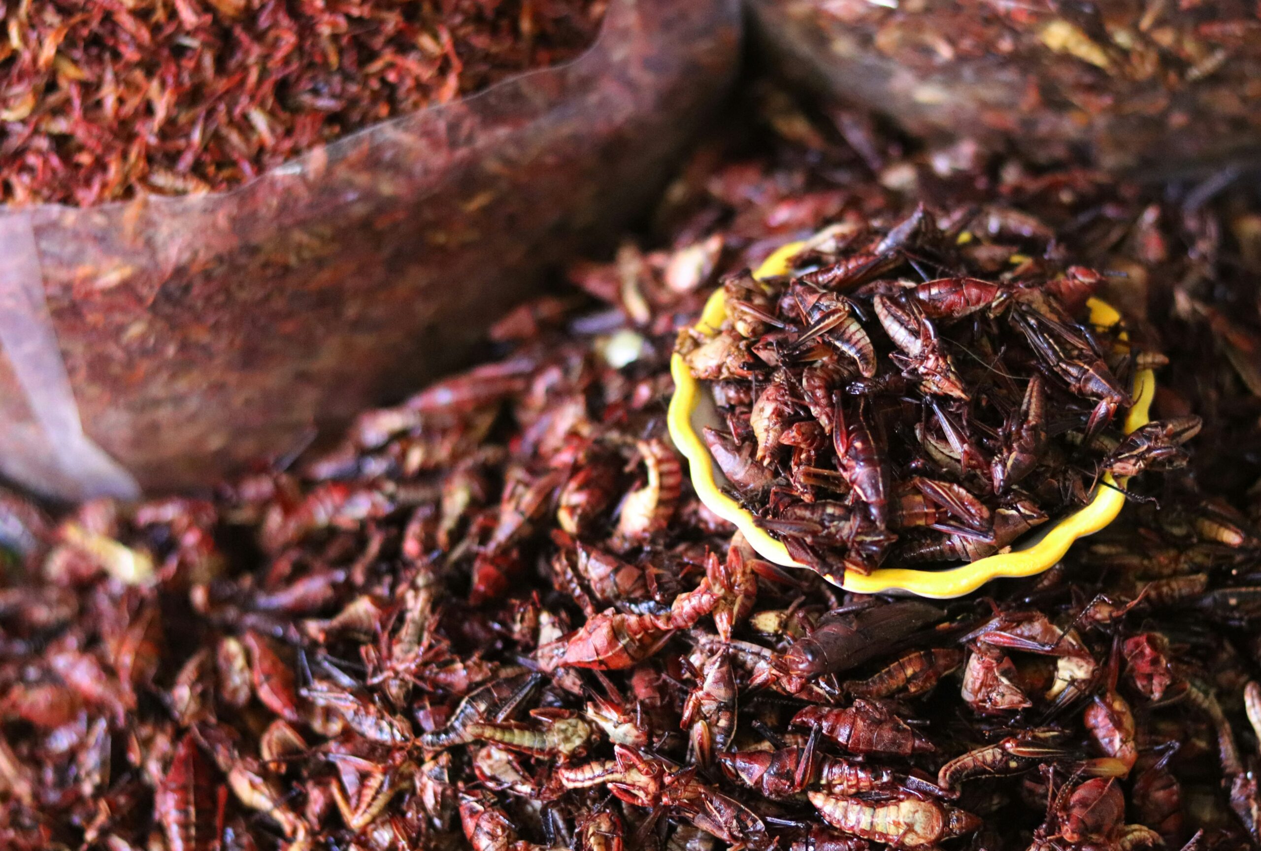 mosca